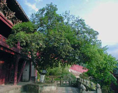 复真观皇经堂外桂花树